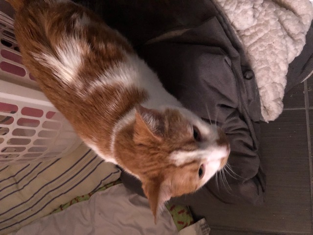 /lostandfound/images/lnfpets/original/20539_62244_garth1 turned.jpg